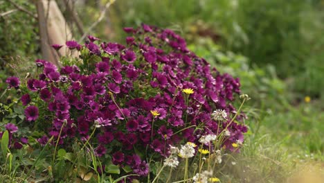 hermosa flor de un jardín de pueblo francés