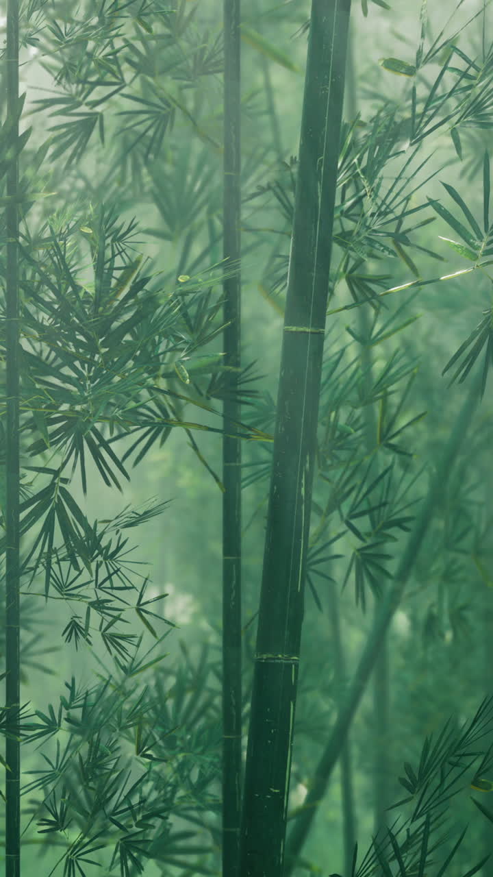 La luce del sole filtra attraverso una fitta foresta di bambù nelle ore mattutine