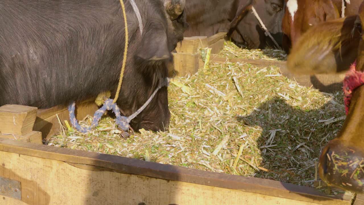 A detailed shot of cows and buffaloes feeding side by side.