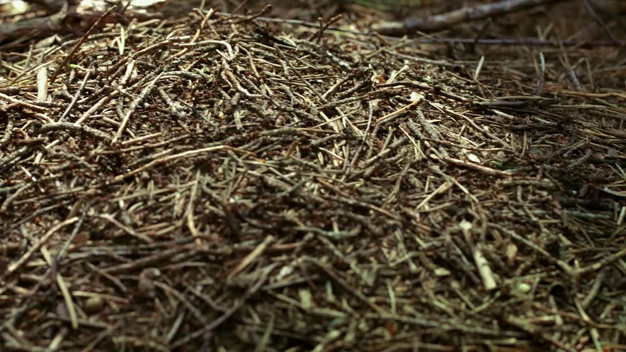 gran hormiguero con una colonia de hormigas en el bosque de verano. insectos del bosque