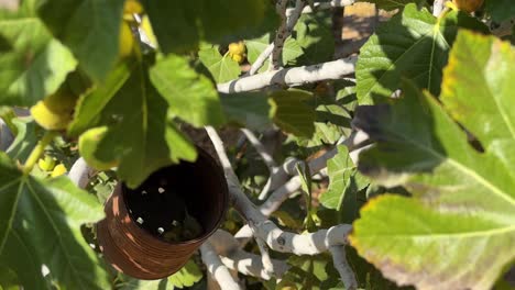 dry-male-fig-fruit-in-traditional-agriculture-pollination-on-female-fruit-to-make-sweet-delicious-tasty-ripe-fig-dry-fruit-dry-fig-process-the-organic-fresh-product-in-Iran-summer-harvest-season