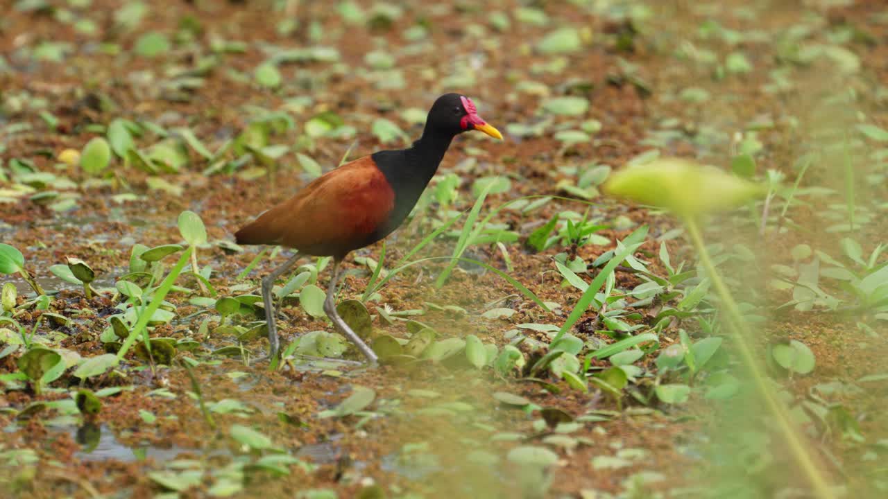 jacana barbuda, un ave zancuda, parada en medio del lodo, limpiando el plumaje, acicalándose y colocando sus plumas marrones con su afilado pico amarillo