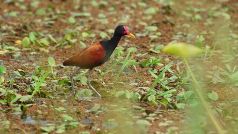 Wattled-Jacana,-Ein-Watvogel,-Der-Still-In-Der-Mitte-Des-Sumpfes-Steht,-Sein-Gefieder-Putzt,-Seine-Braunen-Federn-Mit-Seinem-Scharfen-Gelben-Schnabel-Putzt-Und-Positioniert