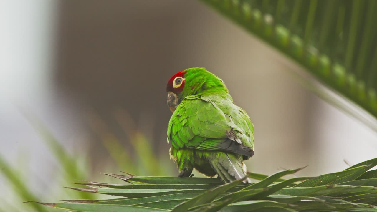 Red-masked parrot on palm leaves in Miraflores, Lima, calm tropical scene