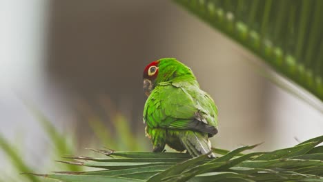 red-masked parrot on palm leaves in miraflores, lima, calm tropical scene