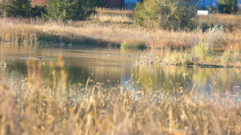 ponds in colorado, wildlife scene in colorado, wild birds of colorado