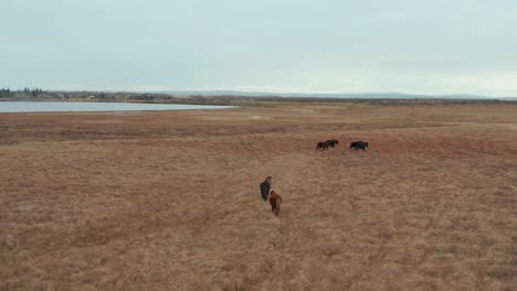 tracking shot of a group of wild horses calmly walking in the grasslands of the plains, aerial drone view