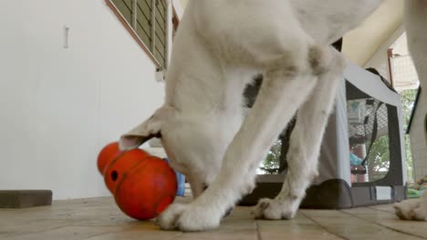 Weißer-Hund-Spielt-Und-Füttert-Spielzeug-Für-Sein-Mittagessen-Auf-Dem-Balkon