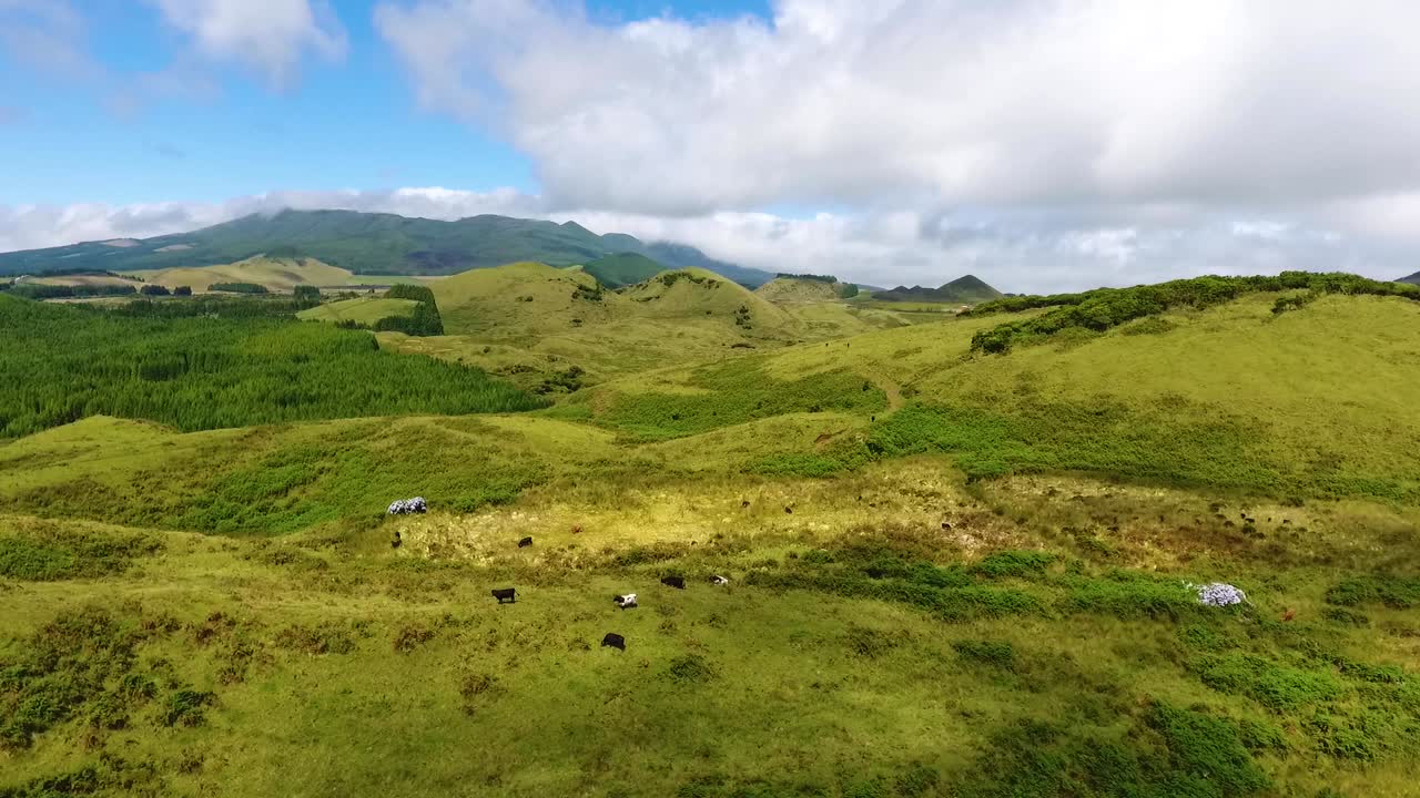 Una mandria di mucche che pascola pacificamente in un prato verde.