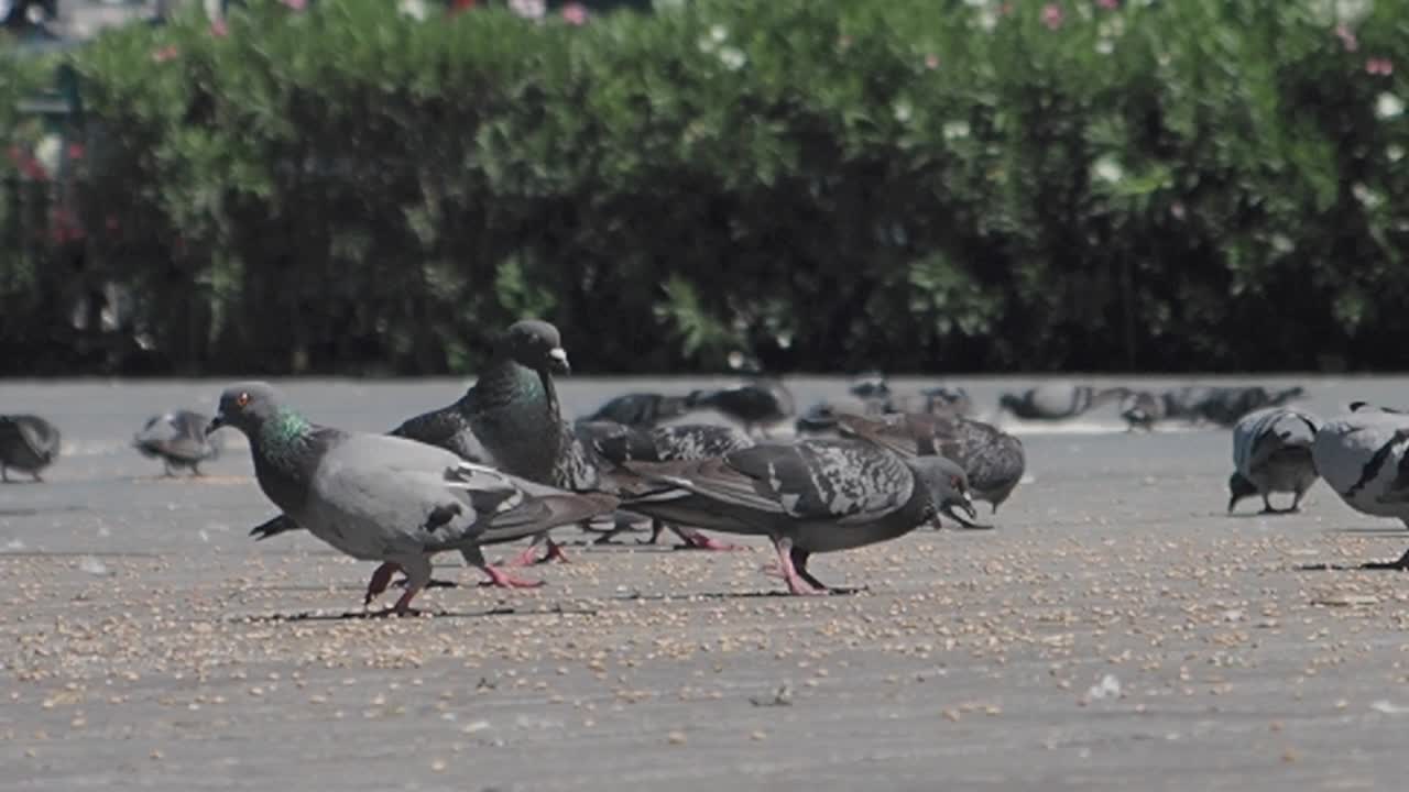 도시 공원 에서 땅 에서 먹이 를 먹는 비둘기 들 의 무리