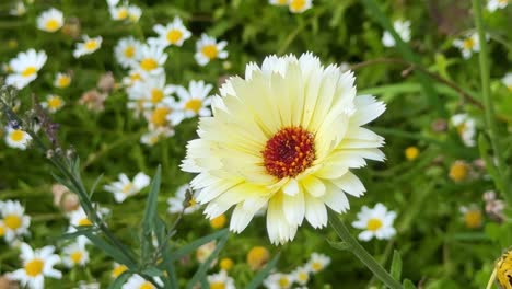 yellow flower in full bloom surrounded by white daisies in a green meadow