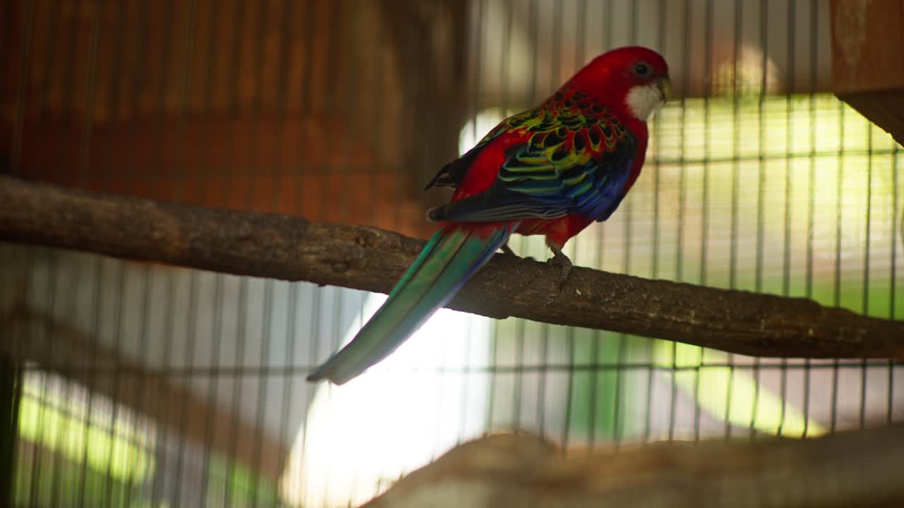 Colorful rosella parrot resting on wooden perch, rearview beautiful rainbow red yellow blue feathers