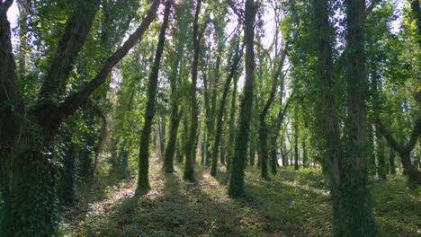 plantas rastreras cubiertas troncos de árboles dentro del bosque