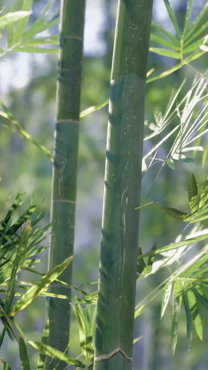 Bamboo forest with vibrant green leaves and tall stalks in sunlight