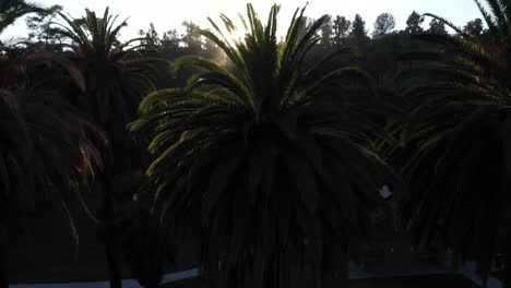 Drone-shot-of-palm-trees-panning-up-during-golden-sunset-hour-with-sun-flare-and-clear-blue-skies-in-Los-Angeles,-California-park-with-picnic-area