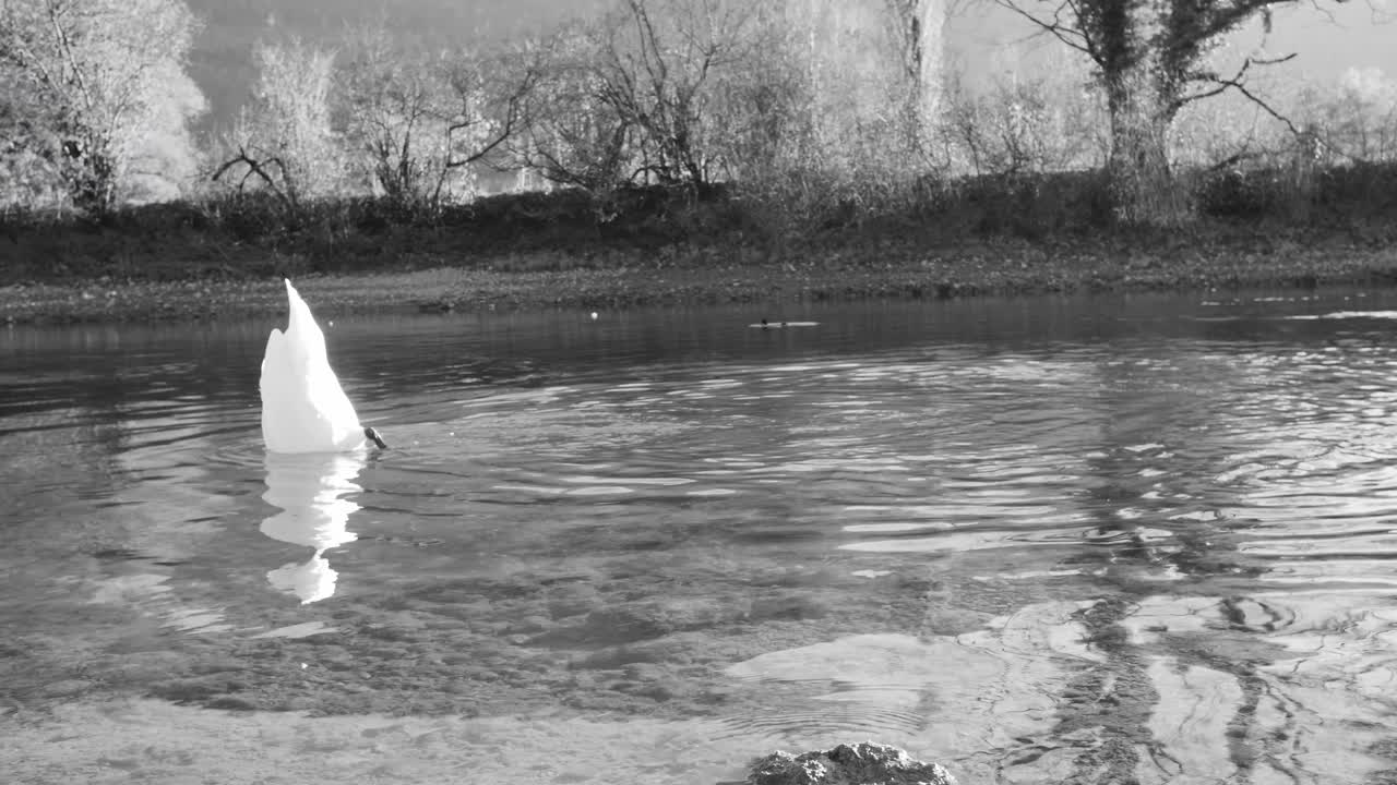 черно-белый кадр лебедя, грациозно ныряющего под поверхностью валензе, швейцария, в поисках пищи. вечное изображение элегантности природы и водной жизни.