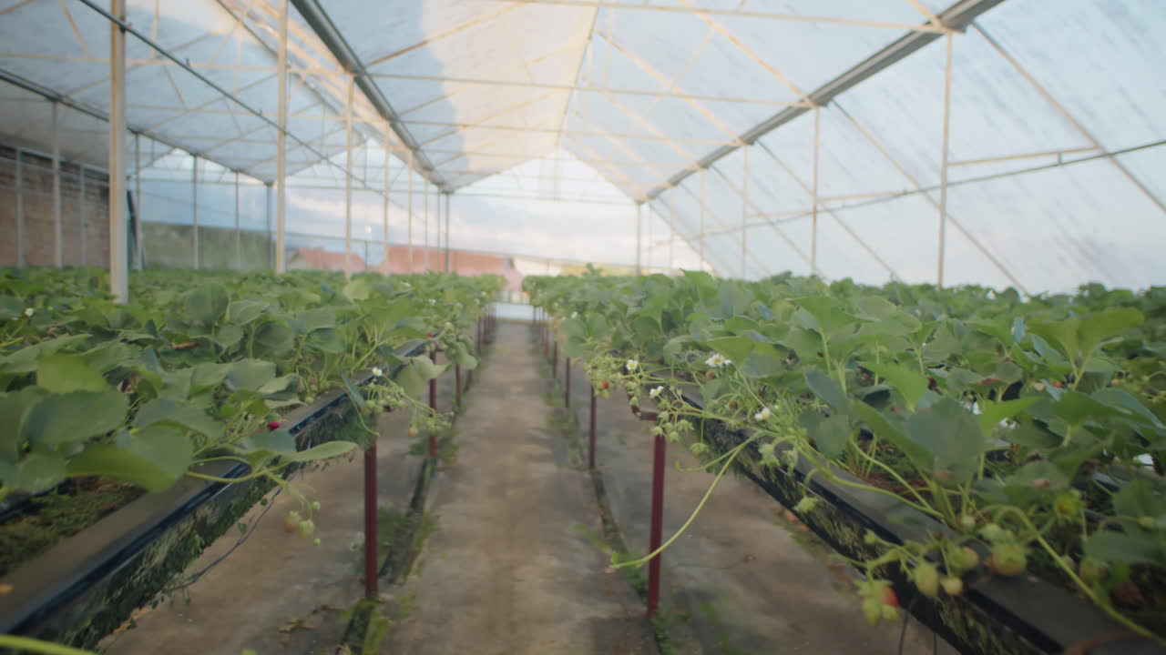 Rows of Strawberries in Greenhouse Farm