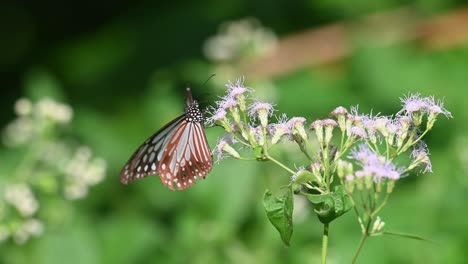 Dunkelblauer-Glastiger,-Ideopsis-Vulgaris-Macrina,-Schmetterling,-Kaeng-Krachan-Nationalpark,-Thailand,-4k-Aufnahmen