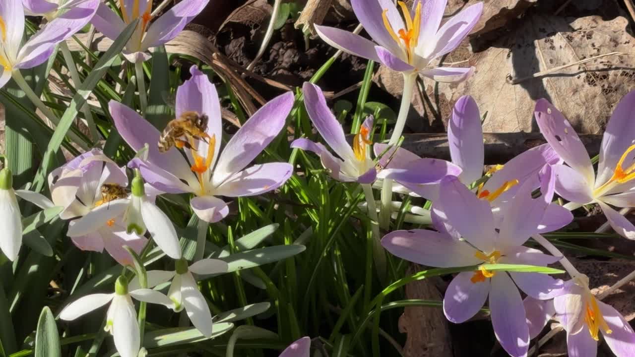 Lebah menyerbuki: Close-up lebah pada bunga crocus ungu.