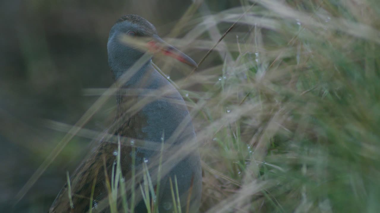 Water rail Rallus aquaticus hiding in dry grass in early spring morning