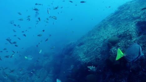 Buceo-en-México-0-27