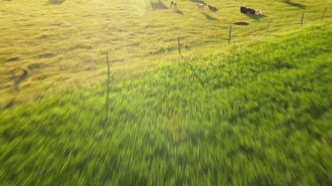 Cows standing in farmer's field