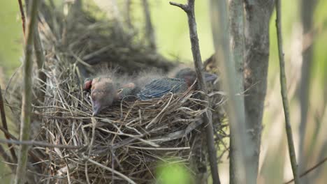 newly hatched birds sleeping in the nest