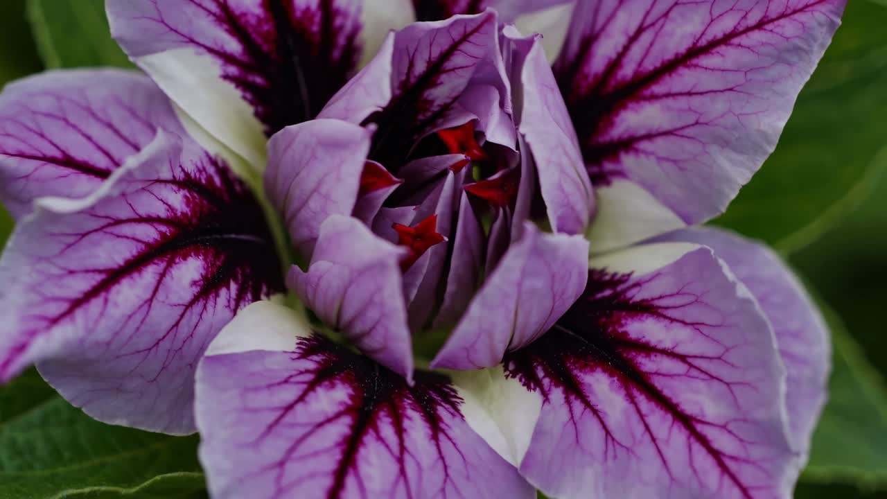 Close-up video of a vibrant purple flower with dark veins, shot from a top-down angle