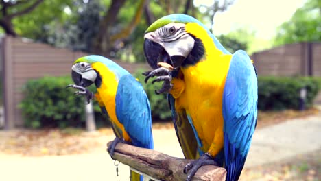 parrots ara eat nuts sitting on a rack stand