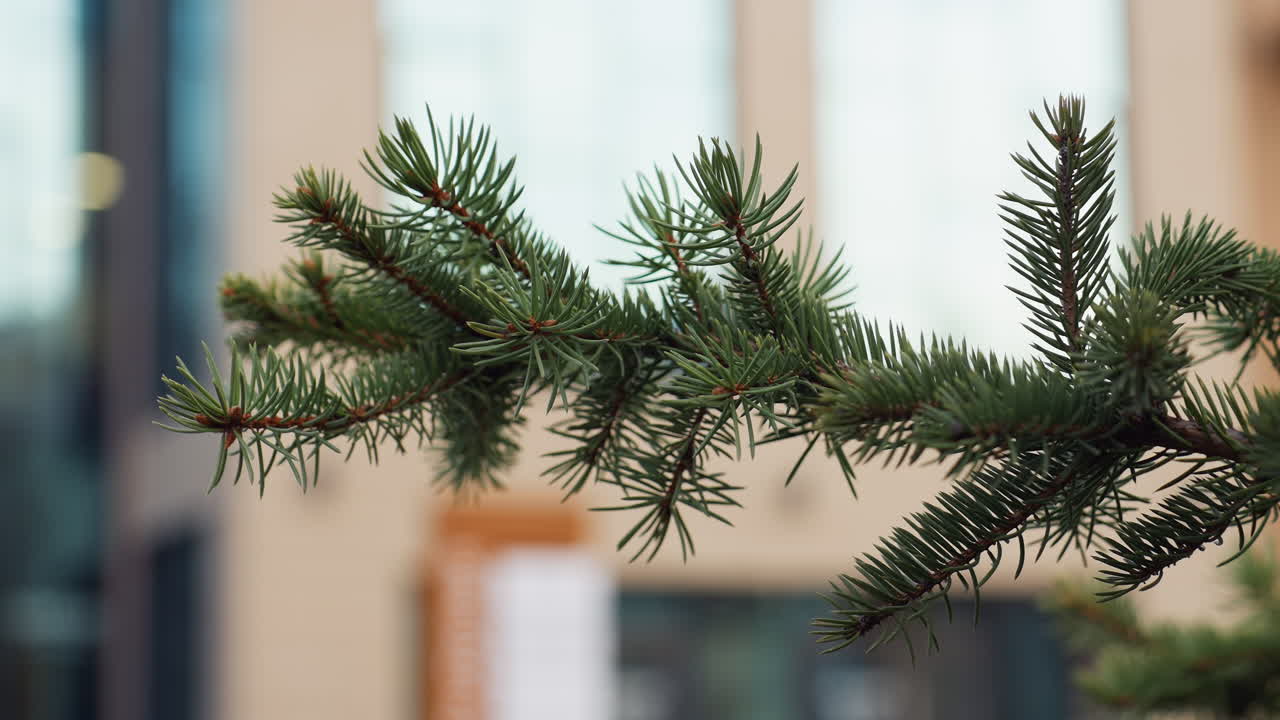 Close up of spruce tree branch with sharp green needles in foreground, modern building with glass windows and beige facade visible in soft blur outdoors under natural daylight