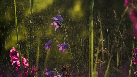 purple flowers in the rain