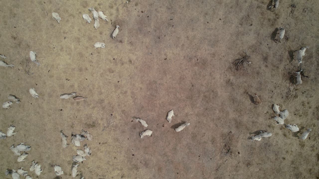 Livestock Farming: Overhead View of Cattle in Parched Meadow