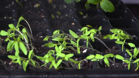pulverización de brotes verdes de plántulas plantadas en lechos de siembra