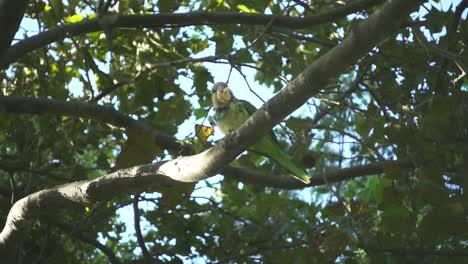 ramas de árboles con loros salvajes. loros en cámara lenta comiendo entre los árboles