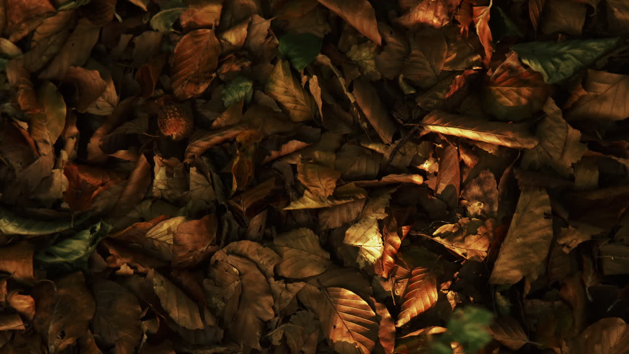 hojas tiradas en el suelo en un bosque golpeado por el sol