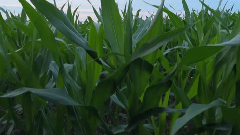 Tilt-up-view-of-a-cornfield-during-sunrise-1