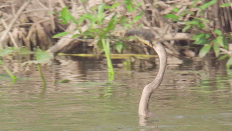 anhinga catches and spears fish in water in everglades swamp marsh slough wetland habitat