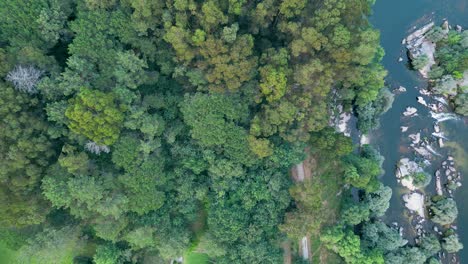 deciduous tree forest near flowing river. aerial topdown