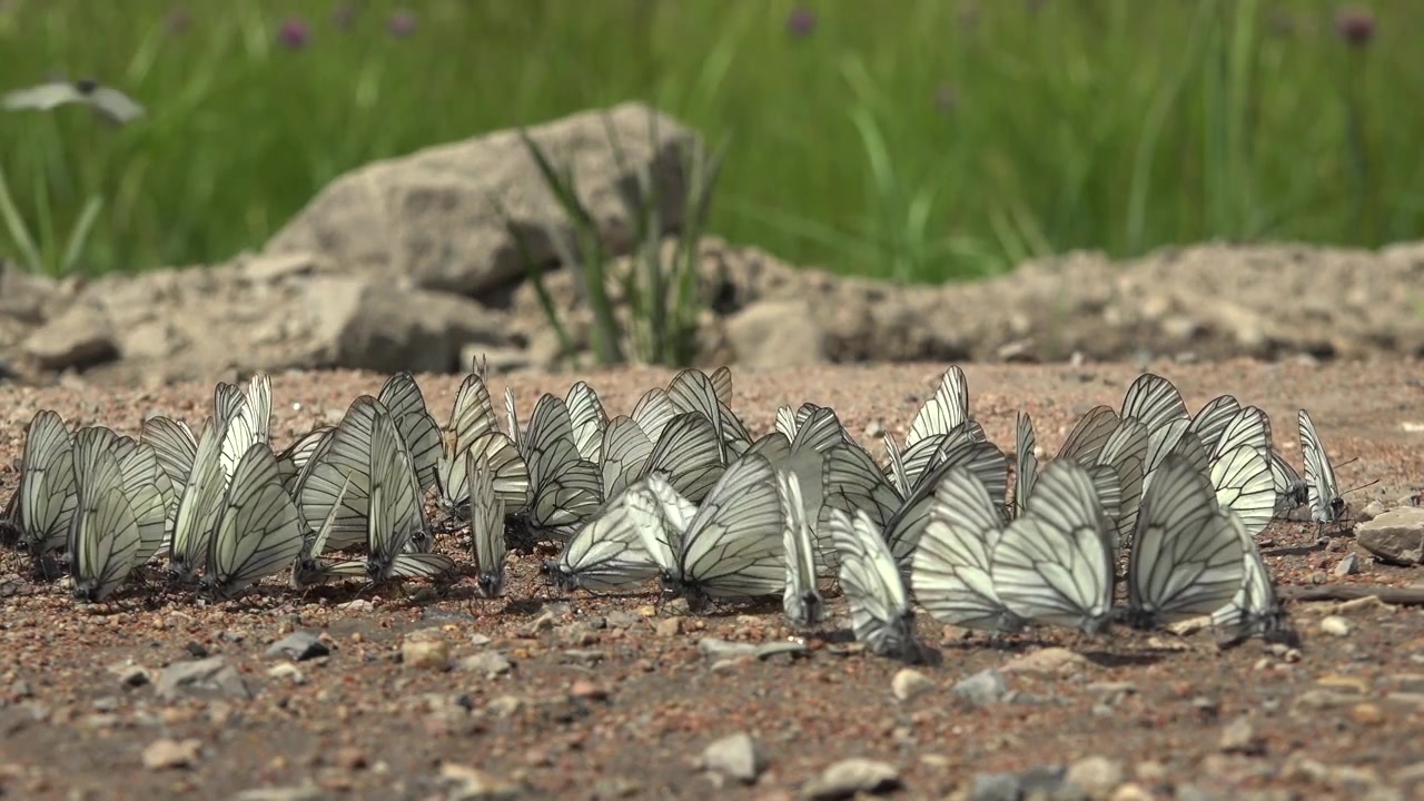 Gruppo di farfalle bianche che si radunano a terra in natura.