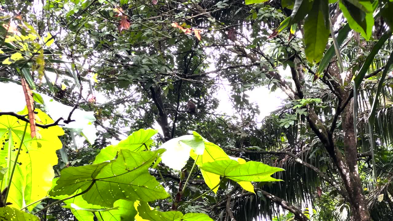 Distant View Of A Monkey Sitting On Trees At Windsor Nature Park, Singapore