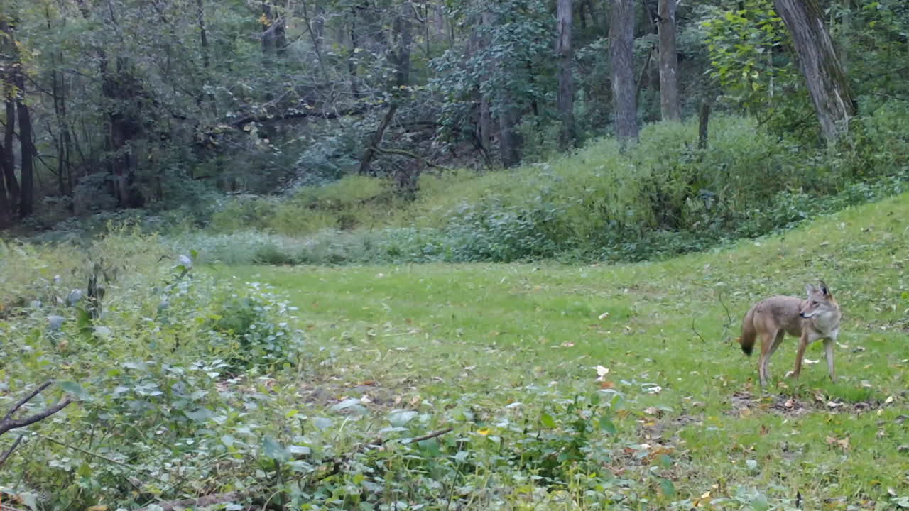 un solo coyote caminando con cautela por un sendero de hierba en el bosque en el este de illinois