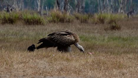 the himalayan griffon vulture is near threatened due to toxic food source and habitat loss