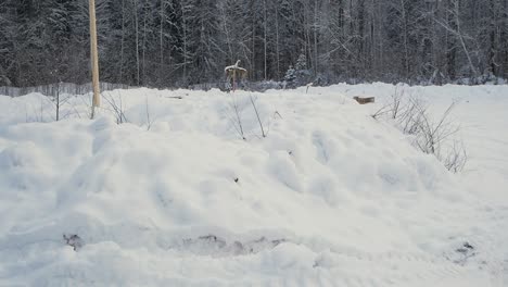 military vehicle in snowy forest