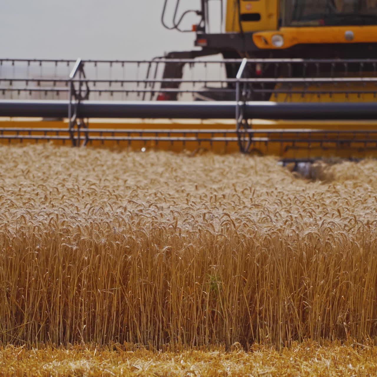Combine harvester in action on wheat field. Process of gathering ripe crop from the field. Selective focus from the side.
