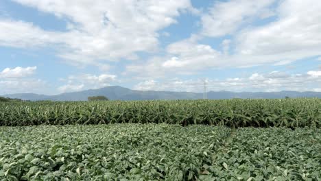 Plantación-De-Tabaco-En-Un-Día-Ventoso.-Aerea-De-Lado