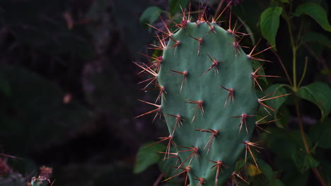 from top to down of cactus with a splendor of flowers from other plants