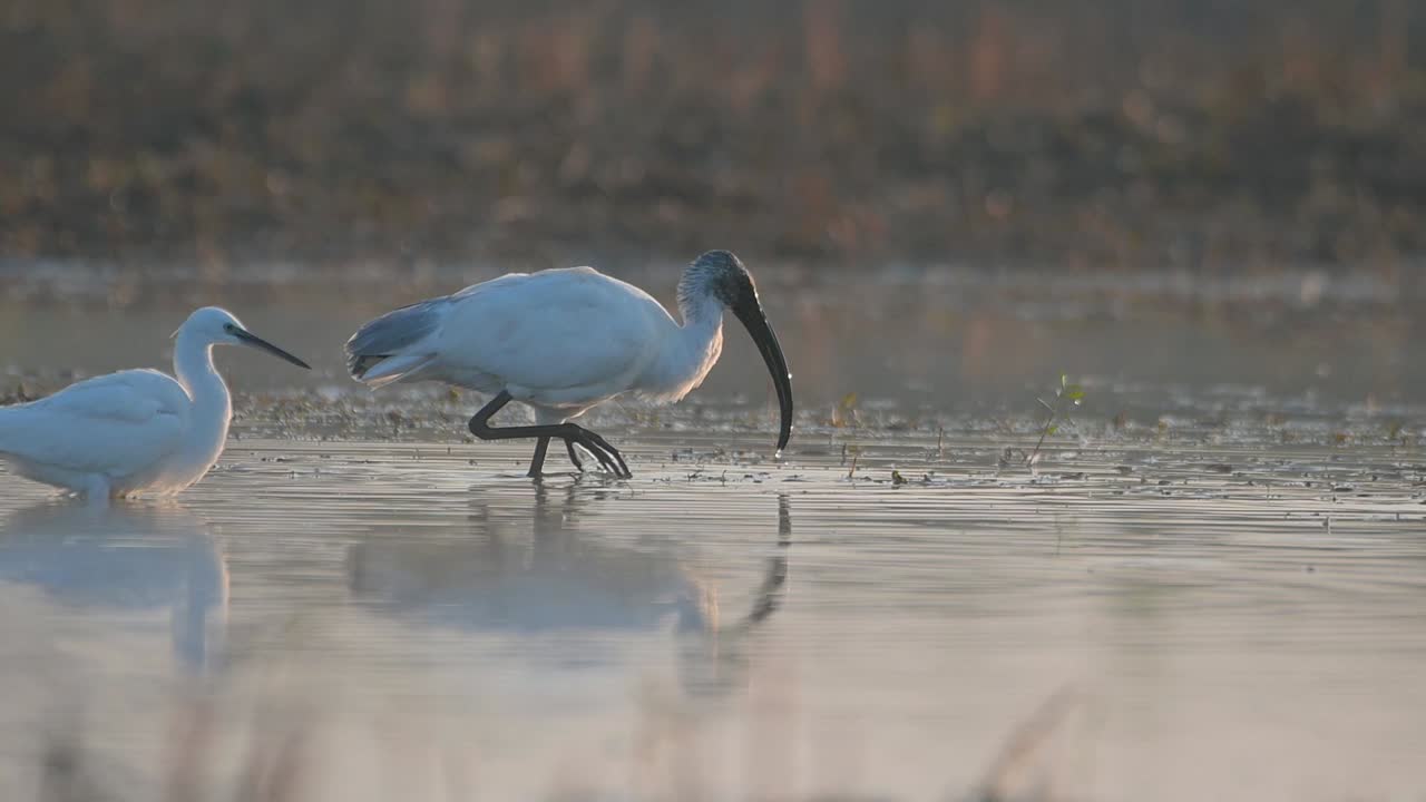 검은 머리 이비스 가 아침 에 연못 에서 시 하고 있다