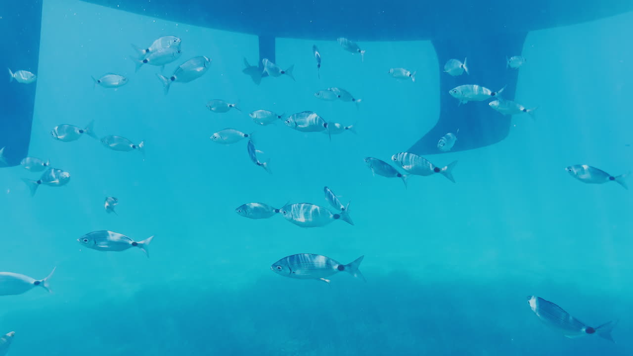 underwater view of a yacht hull with fish swimming around