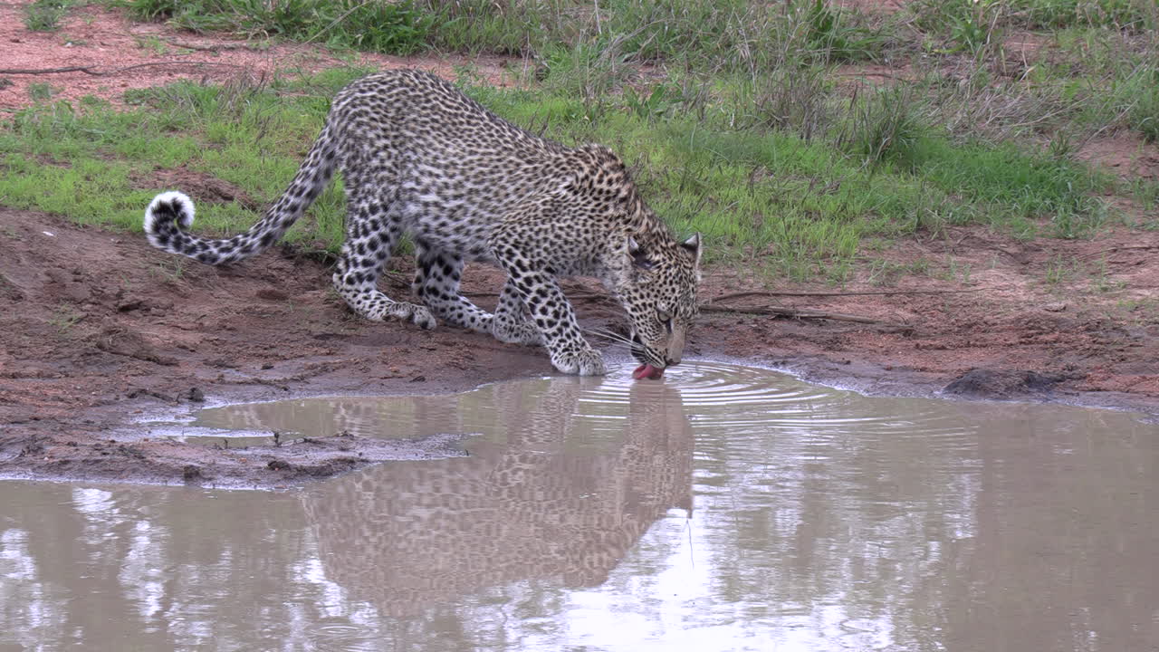 아프리카의 얕은 팬에서 물을 마시는 어린 표범