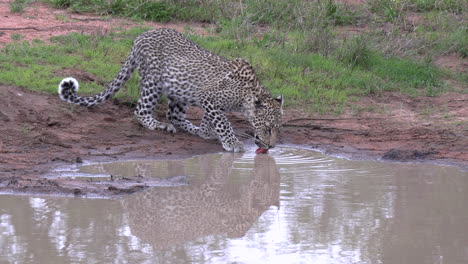 un joven leopardo bebiendo agua de una cacerola poco profunda en áfrica
